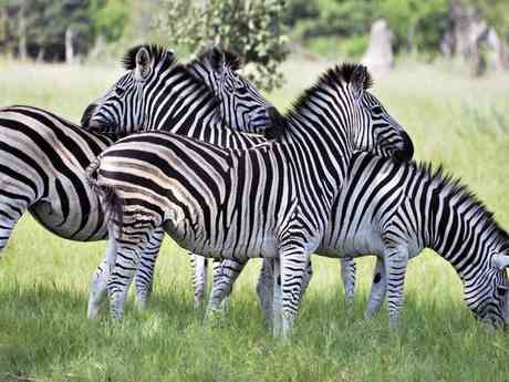 Vic Falls & Botswana Migration Safari